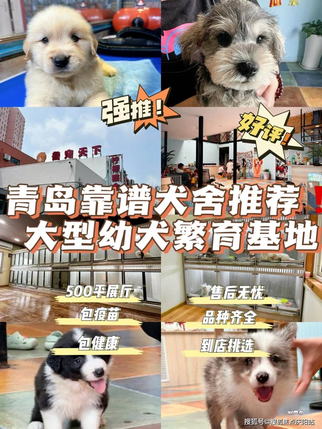 青岛胶州市买蓝金猫的地方?这个基地选购蓝金猫更靠谱,售后有保障