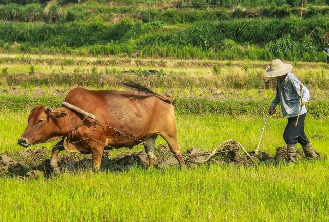 古代牛的发展史:骑牛引领座驾潮流,古代名人为何对牛情有独钟?