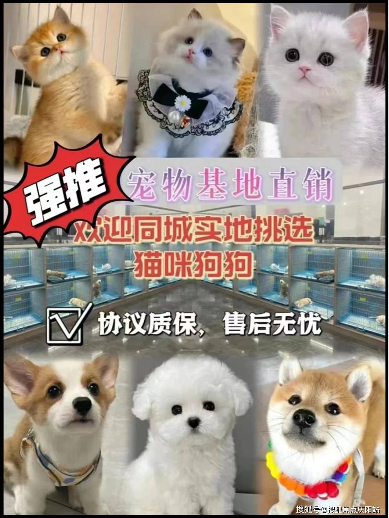 宁波海曙区柯基犬什么价格?宁波这里买柯基犬更具性价比,便宜又好看