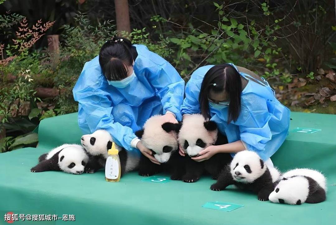 熊猫基地_一家_景区