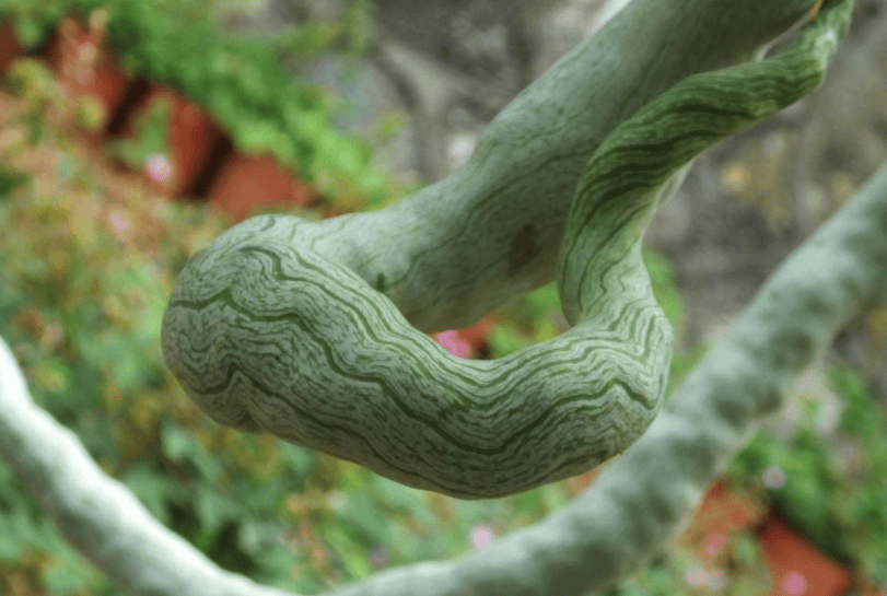 justify">蛇豆一般是指蛇瓜,其具有生津,清热化痰,润肺滑肠的功效对 