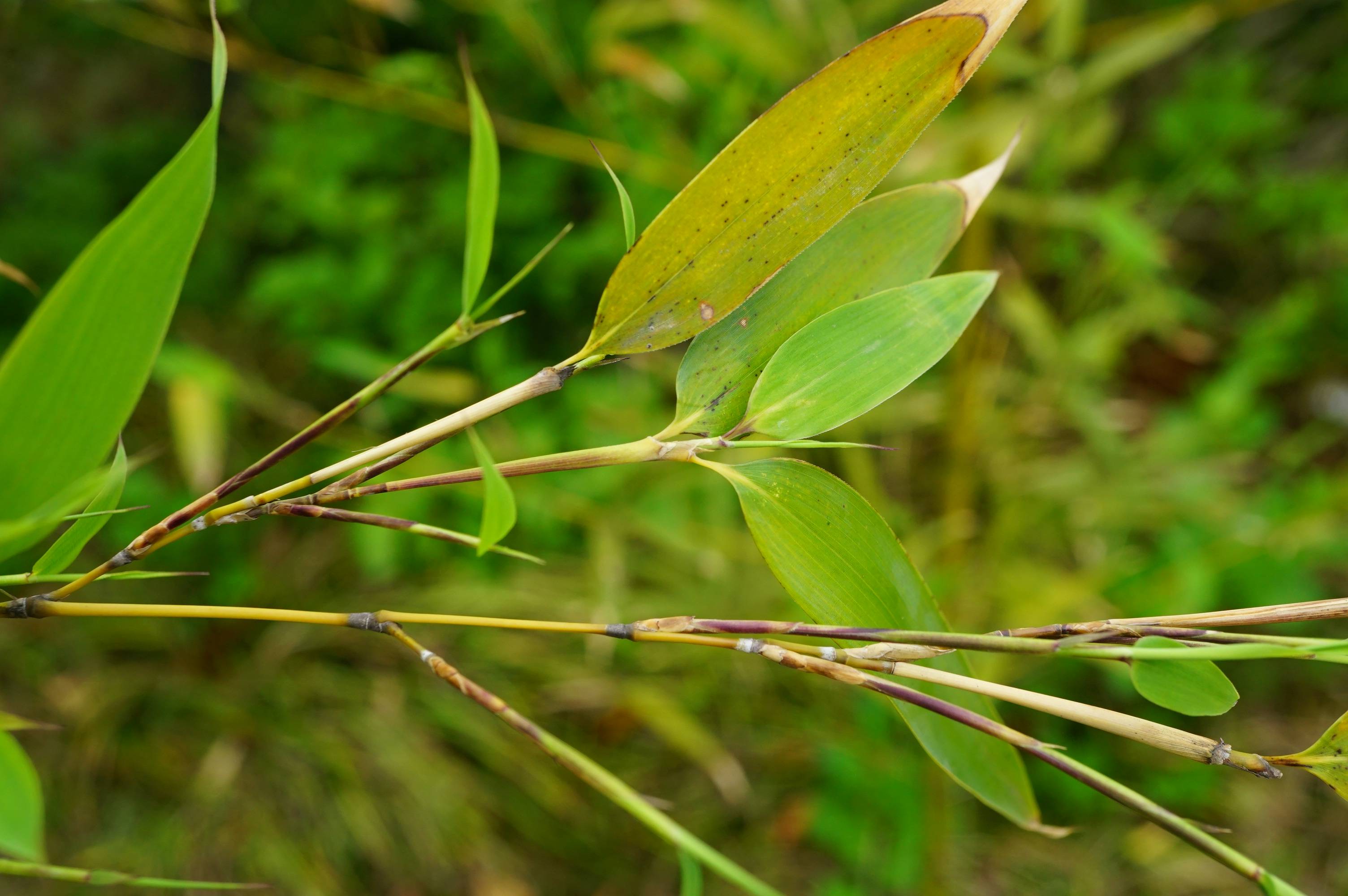 我见到的山东本土植物和园林栽培植物(198)黄竿京竹(栽培)