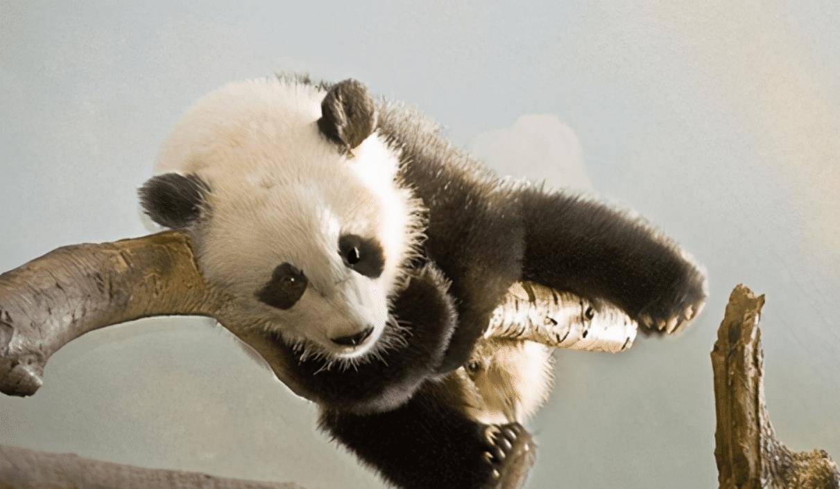 为何虎豹不敢攻击熊猫?专家:看熊猫在上古时期叫什么就明白了