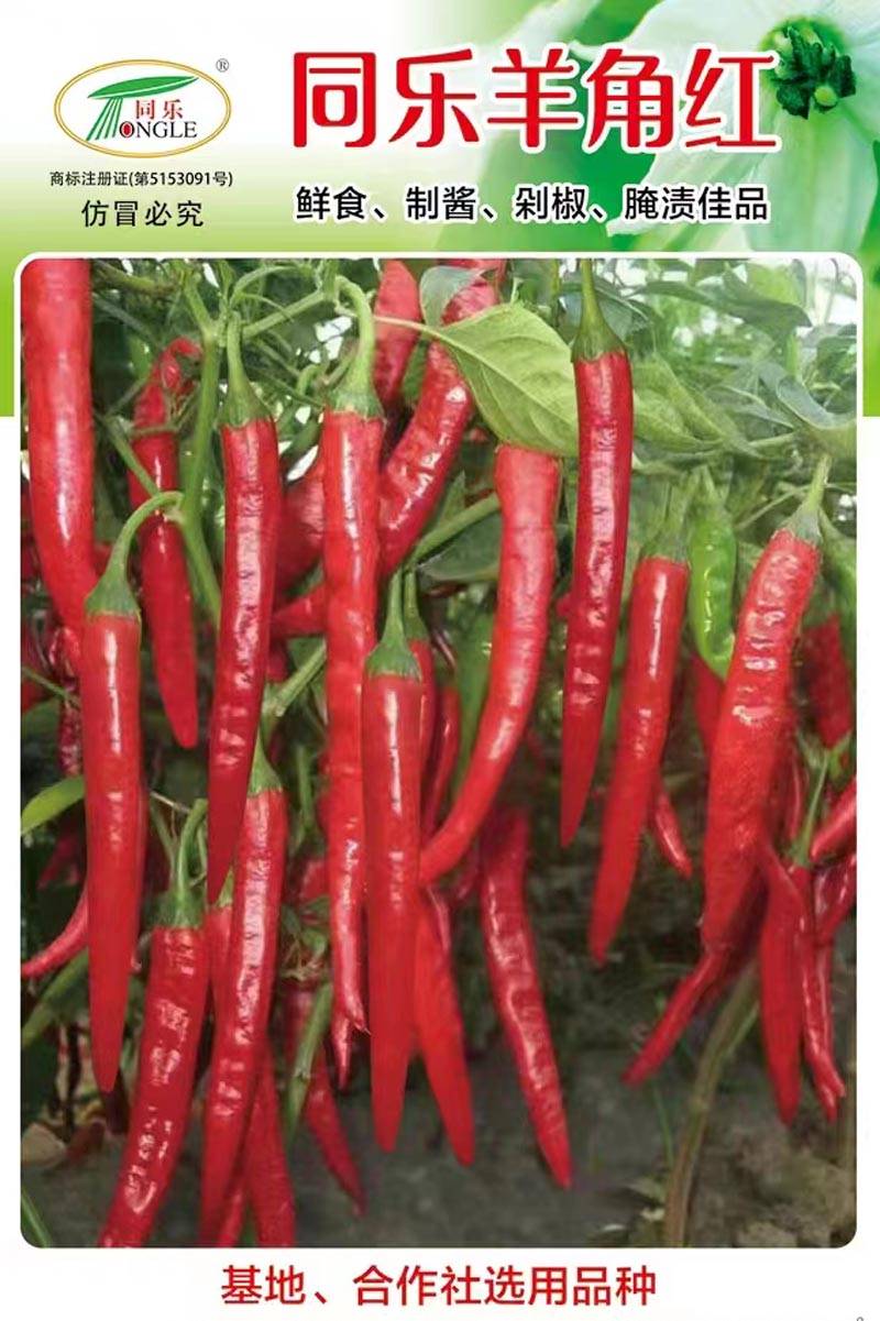 同乐羊角红薄皮辣椒种子_品种_加工_后期