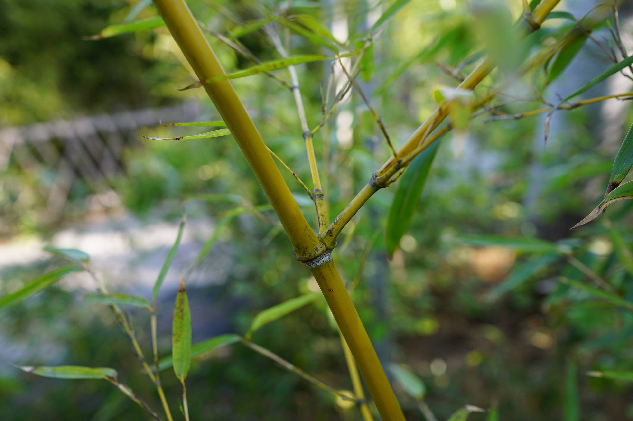 黄槽竹盆景图片