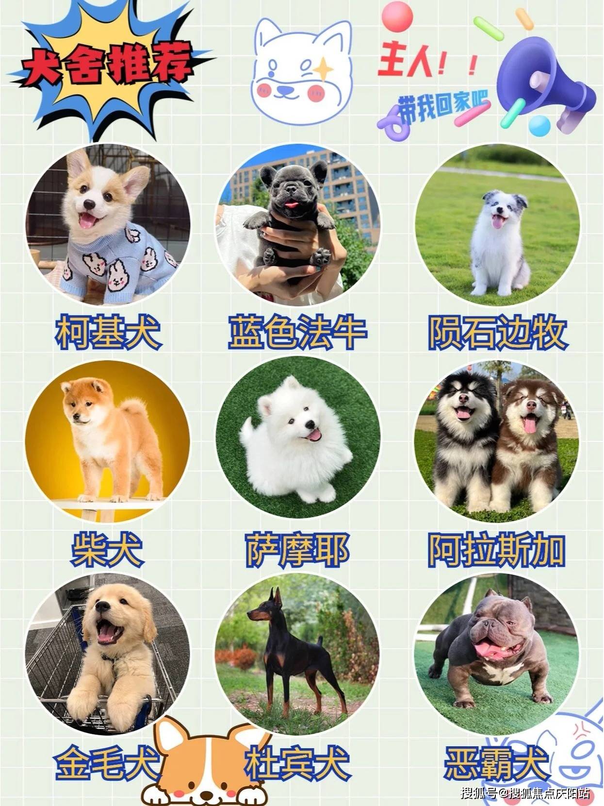 南昌红谷滩区买萨摩耶犬的地方?