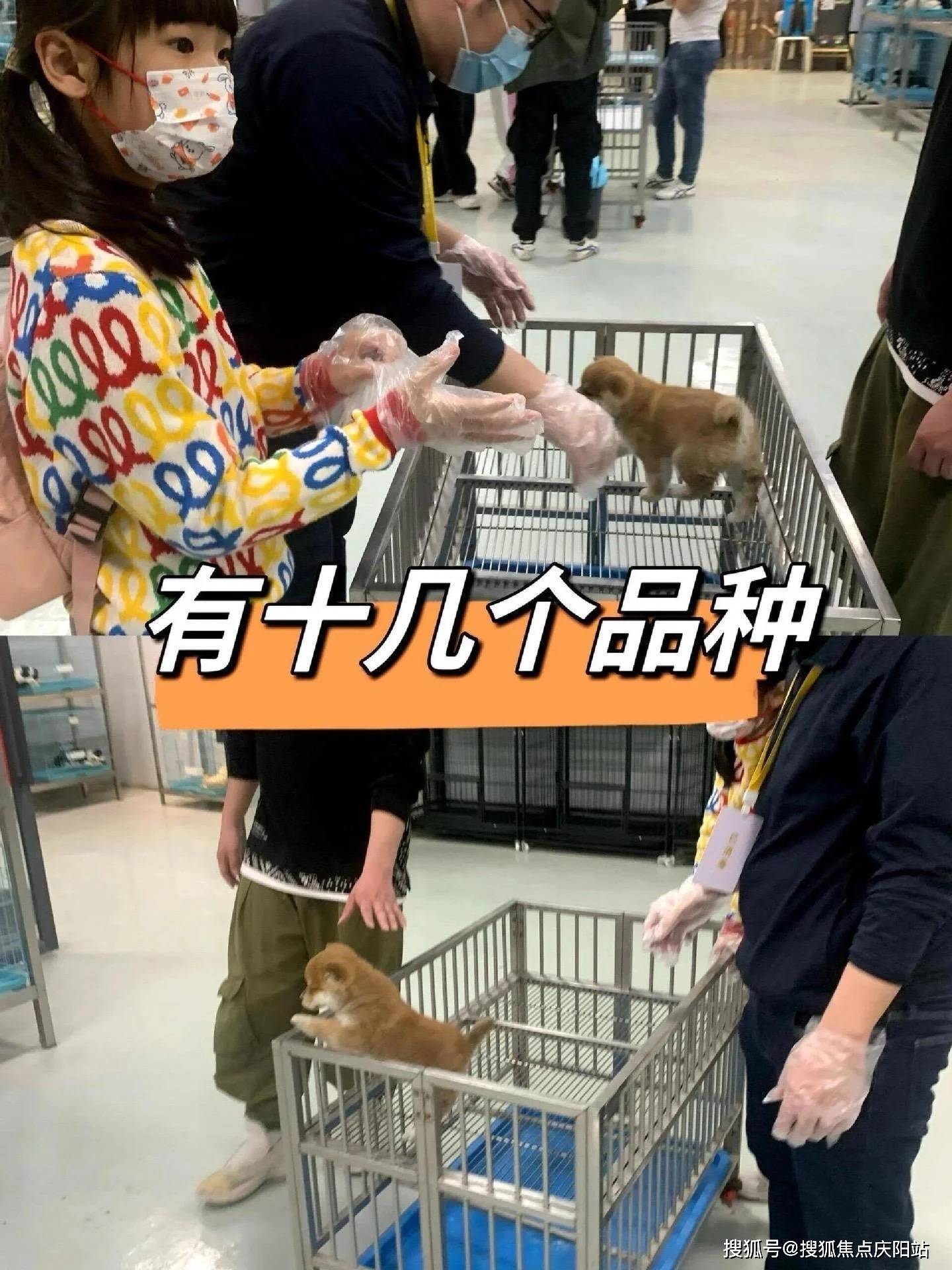 成都成华区卖柯基犬的地方?成都这个基地选购柯基犬更靠谱,售后有保障