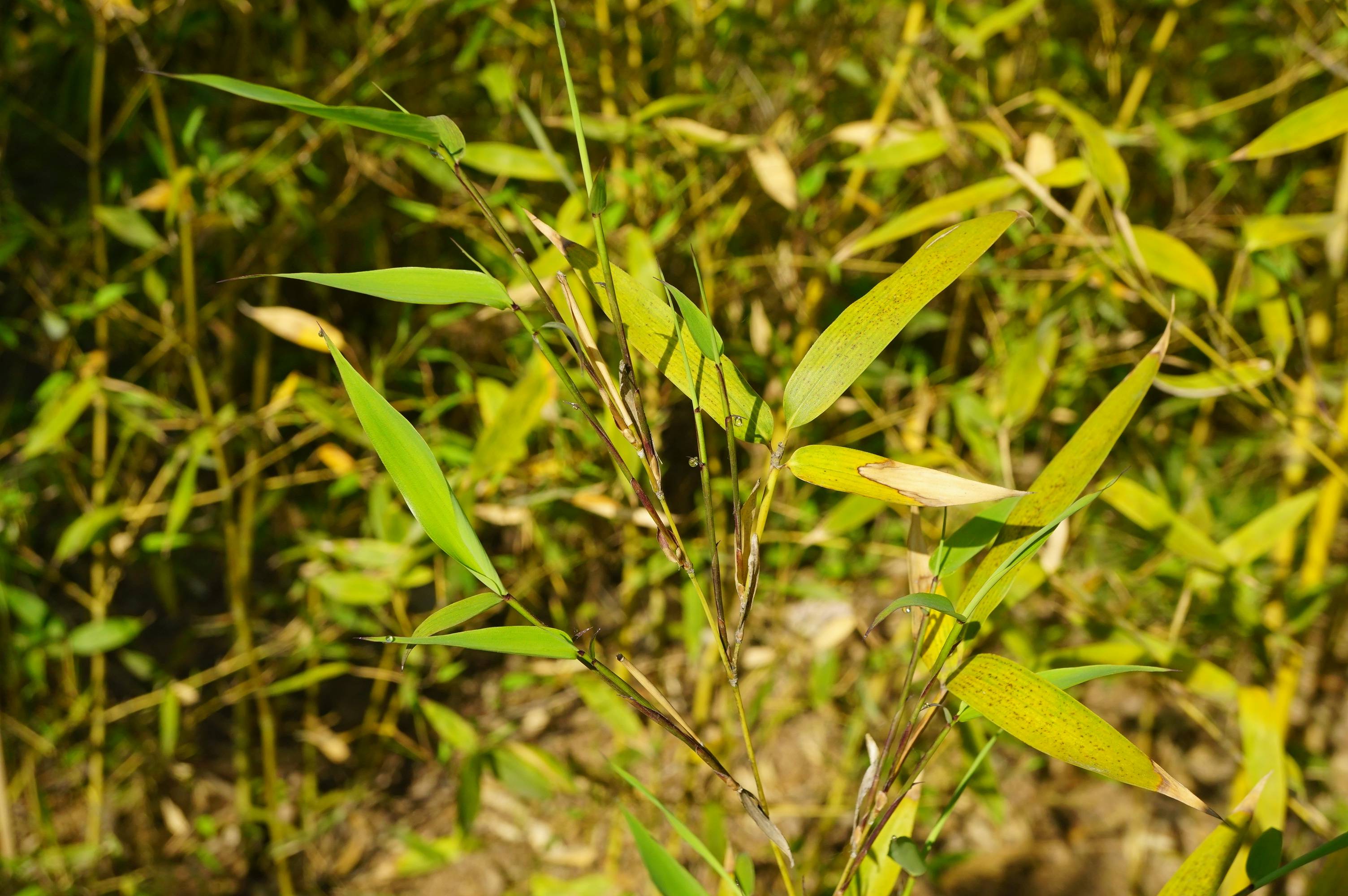 我见到的山东本土植物和园林栽培植物(198)黄竿京竹(栽培)
