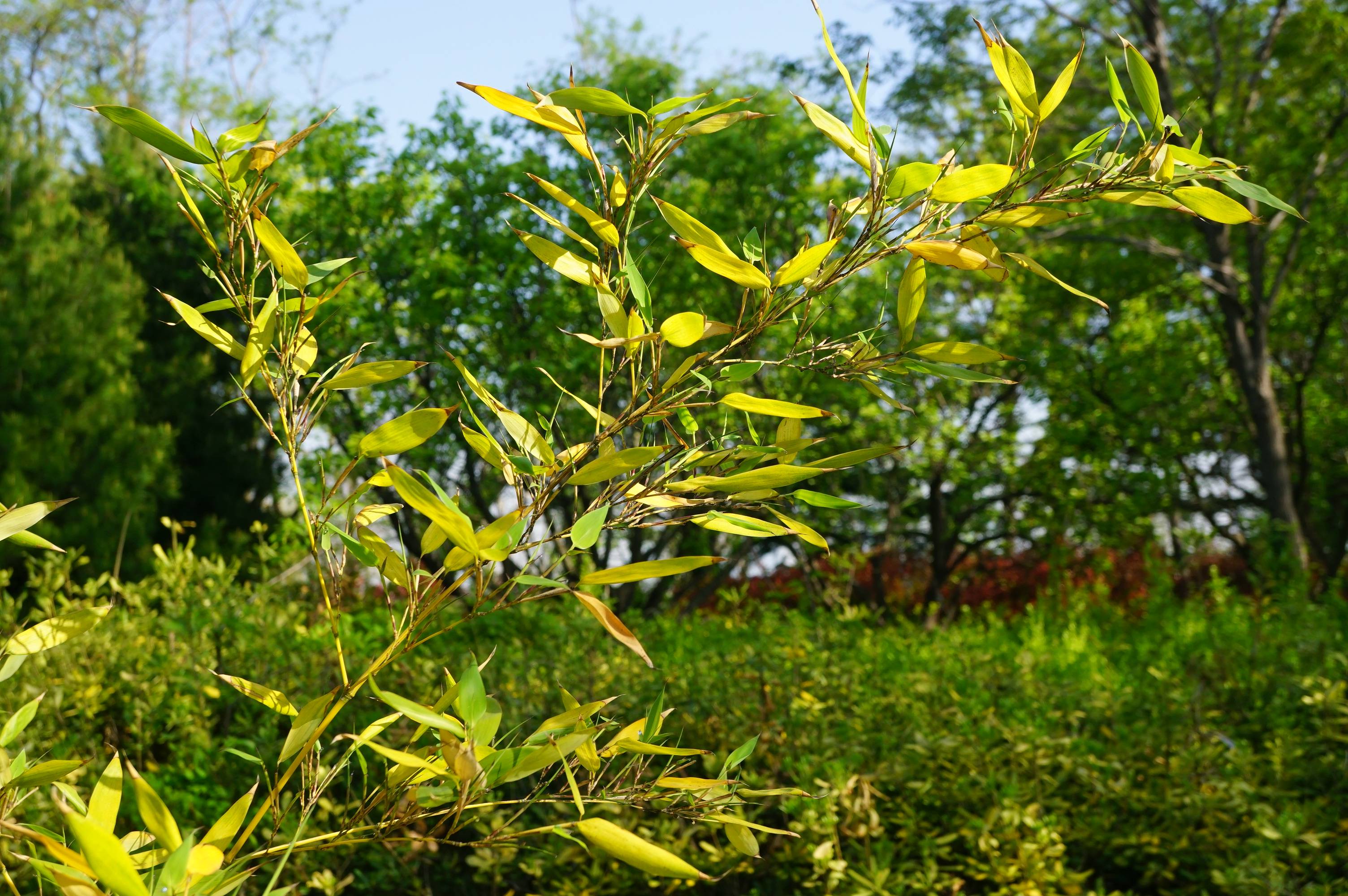 我见到的山东本土植物和园林栽培植物(198)黄竿京竹(栽培)