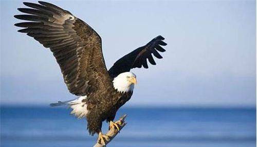 美国国鸟是鹰,法国国鸟是雄鸡,中国的是什么?可惜很多人答错了