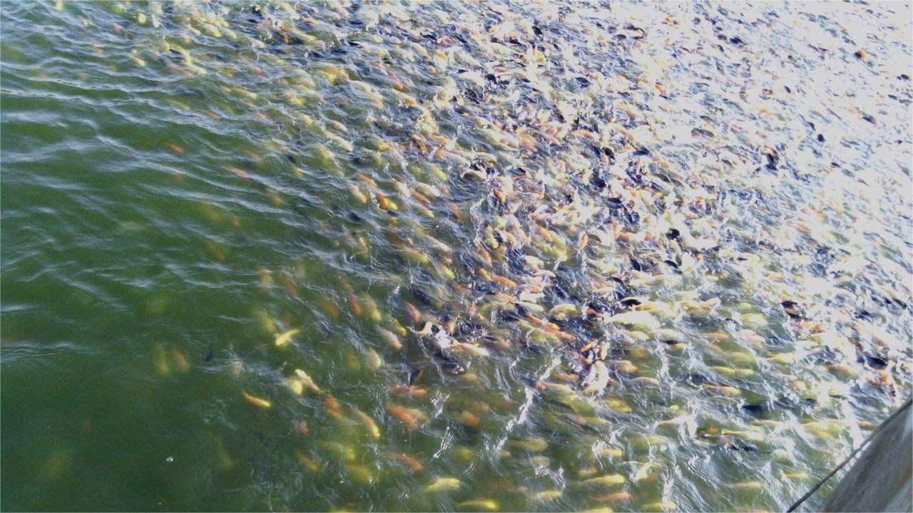 高温期老绿水怎么办?可以这样做