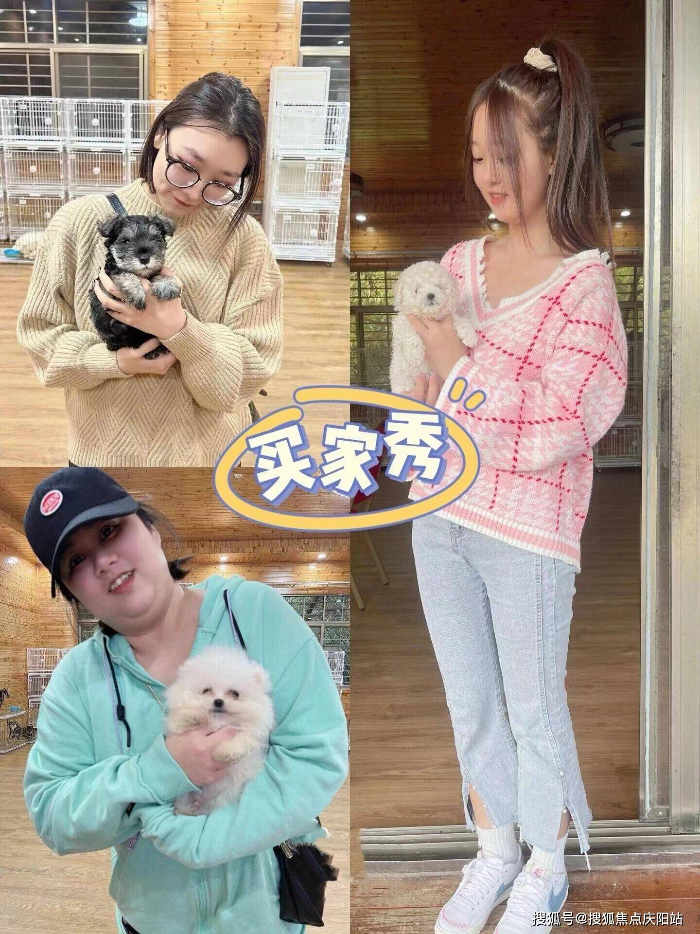 武汉买萨摩耶犬首页网站(武汉武昌区)买萨摩耶犬去哪里买
