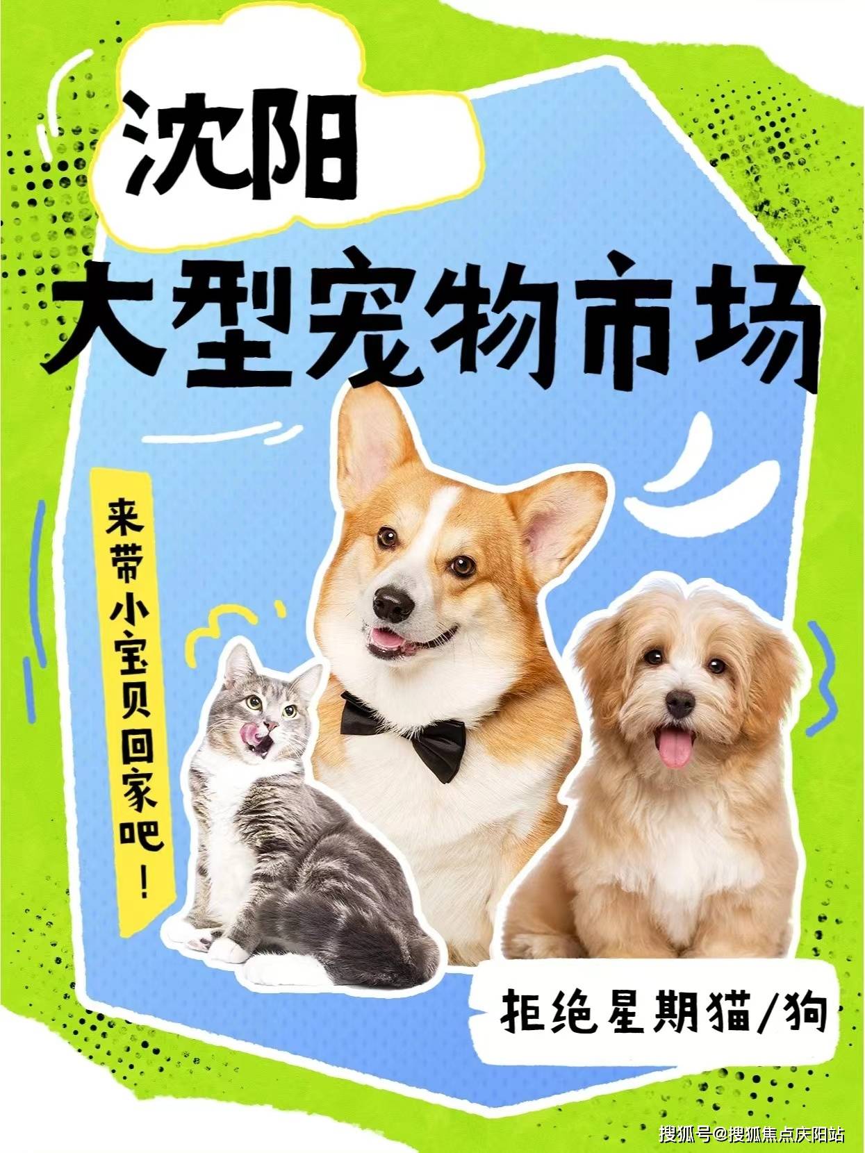 沈阳买泰迪犬丨沈阳沈北新区哪有卖泰迪犬的宠物市场丨沈阳福安家猫