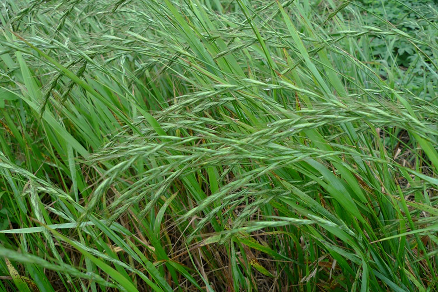 我见到的山东本土植物和园林栽培植物(176)东瀛鹅观草