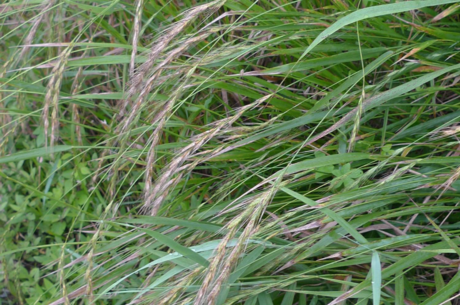 我见到的山东本土植物和园林栽培植物(176)东瀛鹅观草