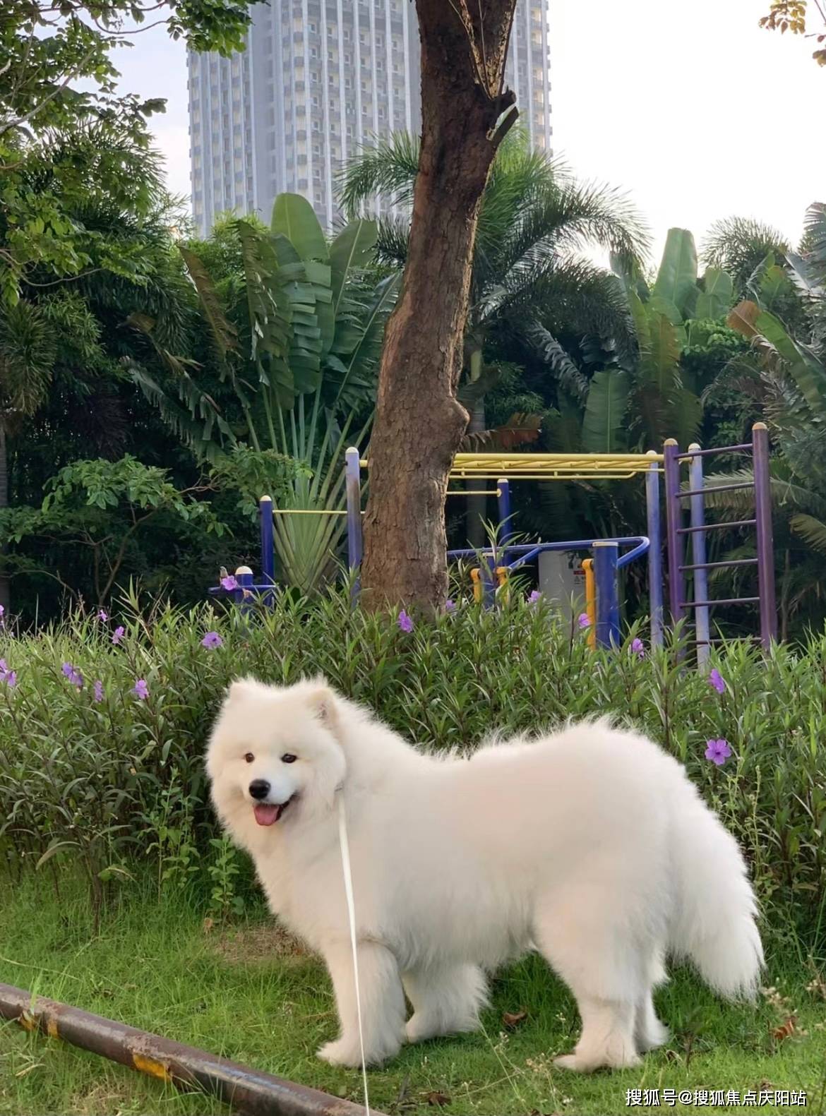 佛山买萨摩耶犬首页网站(佛山南海区)买萨摩耶犬的地方