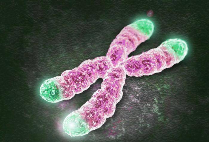 图则是海拉细胞里的染色体,仅从图中我们就能够感受到,因为基因的突变