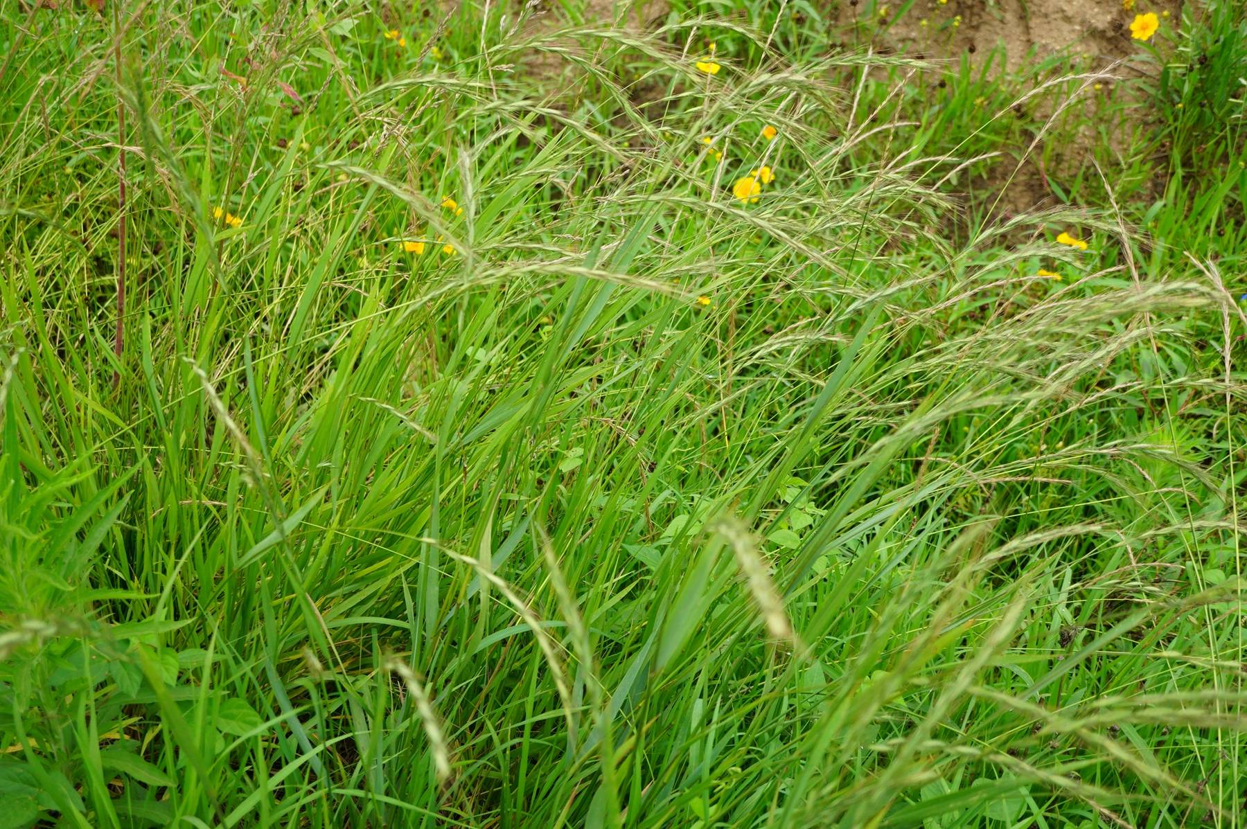 我见到的山东本土植物和园林栽培植物(176)东瀛鹅观草