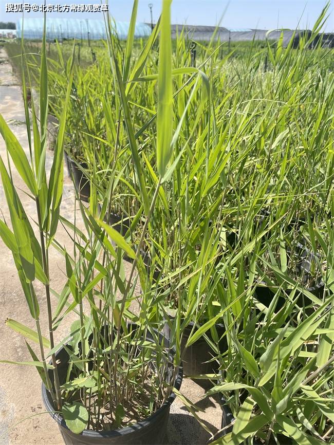 北京芦苇基地分享芦苇特征及应用!