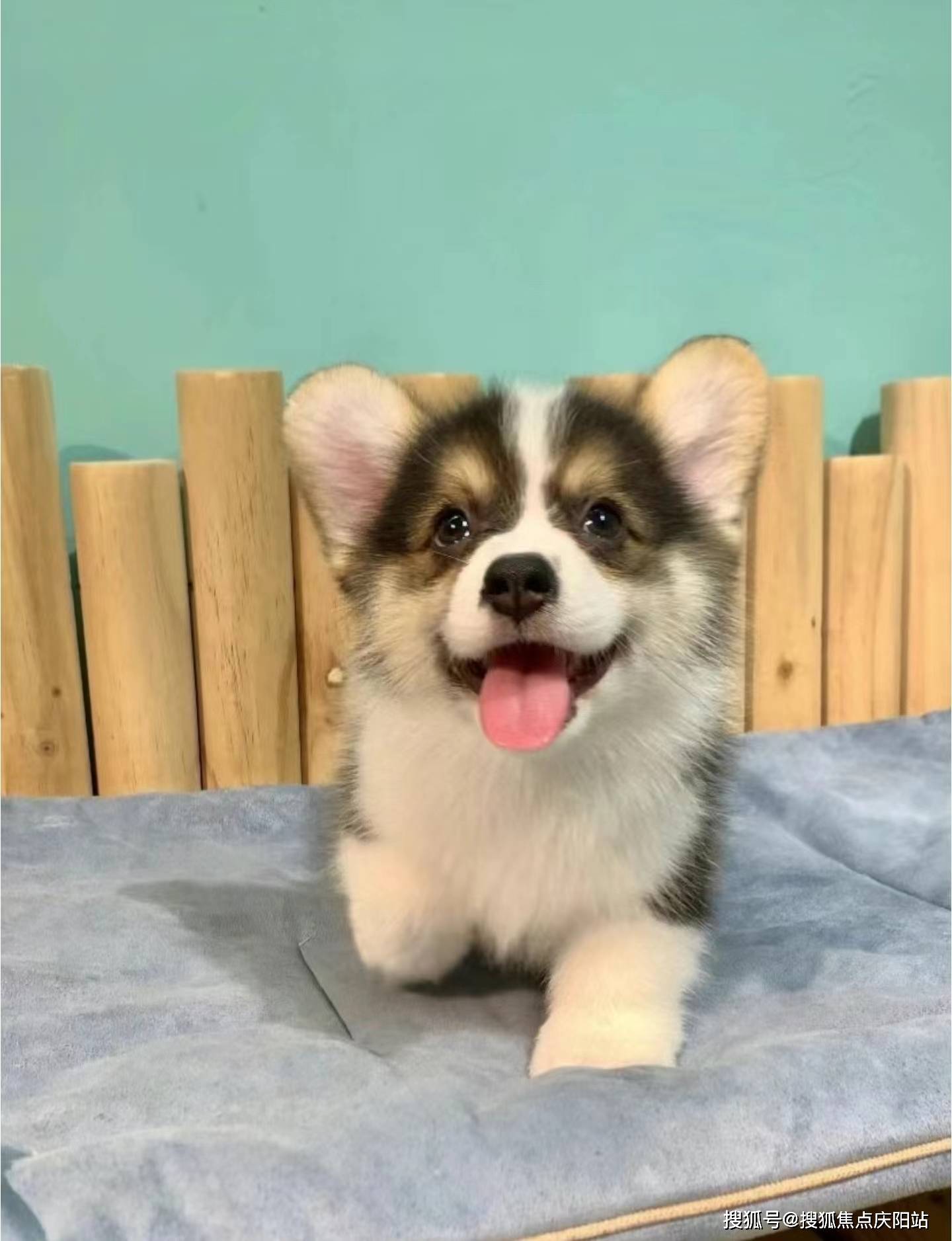 成都买柯基犬首页网站(成都金牛区)哪里有柯基犬卖