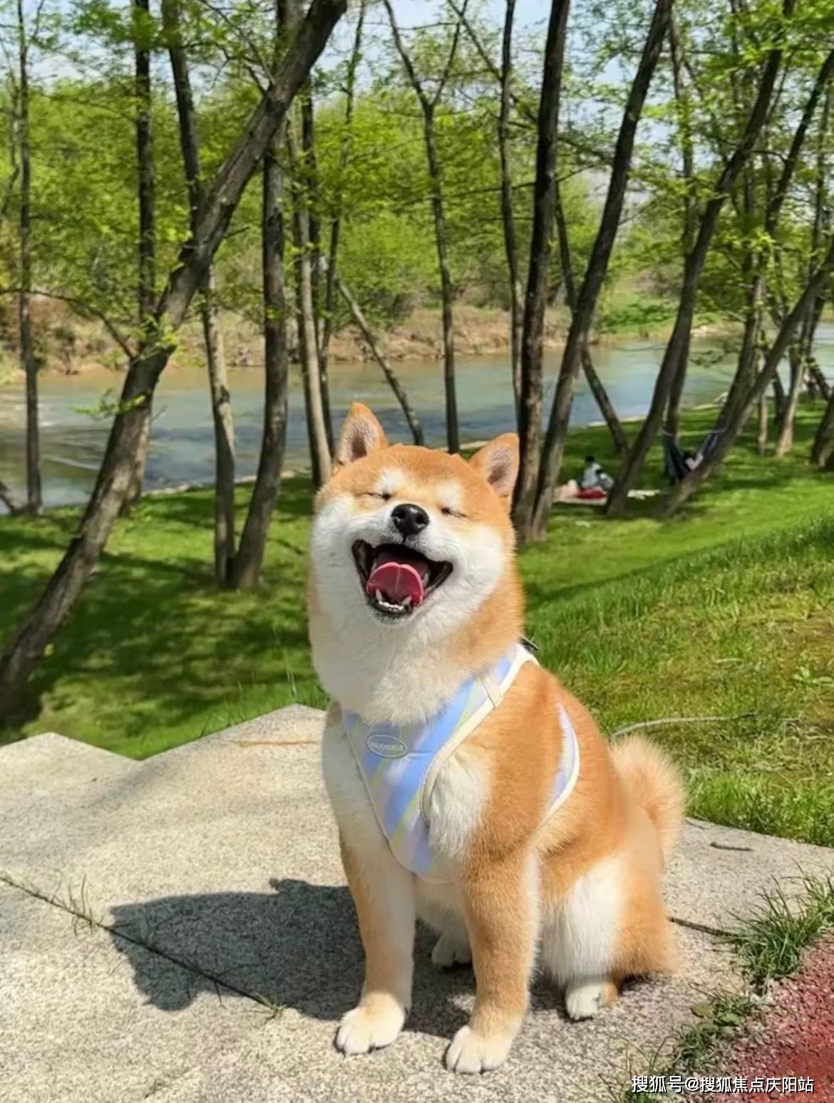 厦门买柴犬首页网站(厦门海沧区)买柴犬哪里有实体店