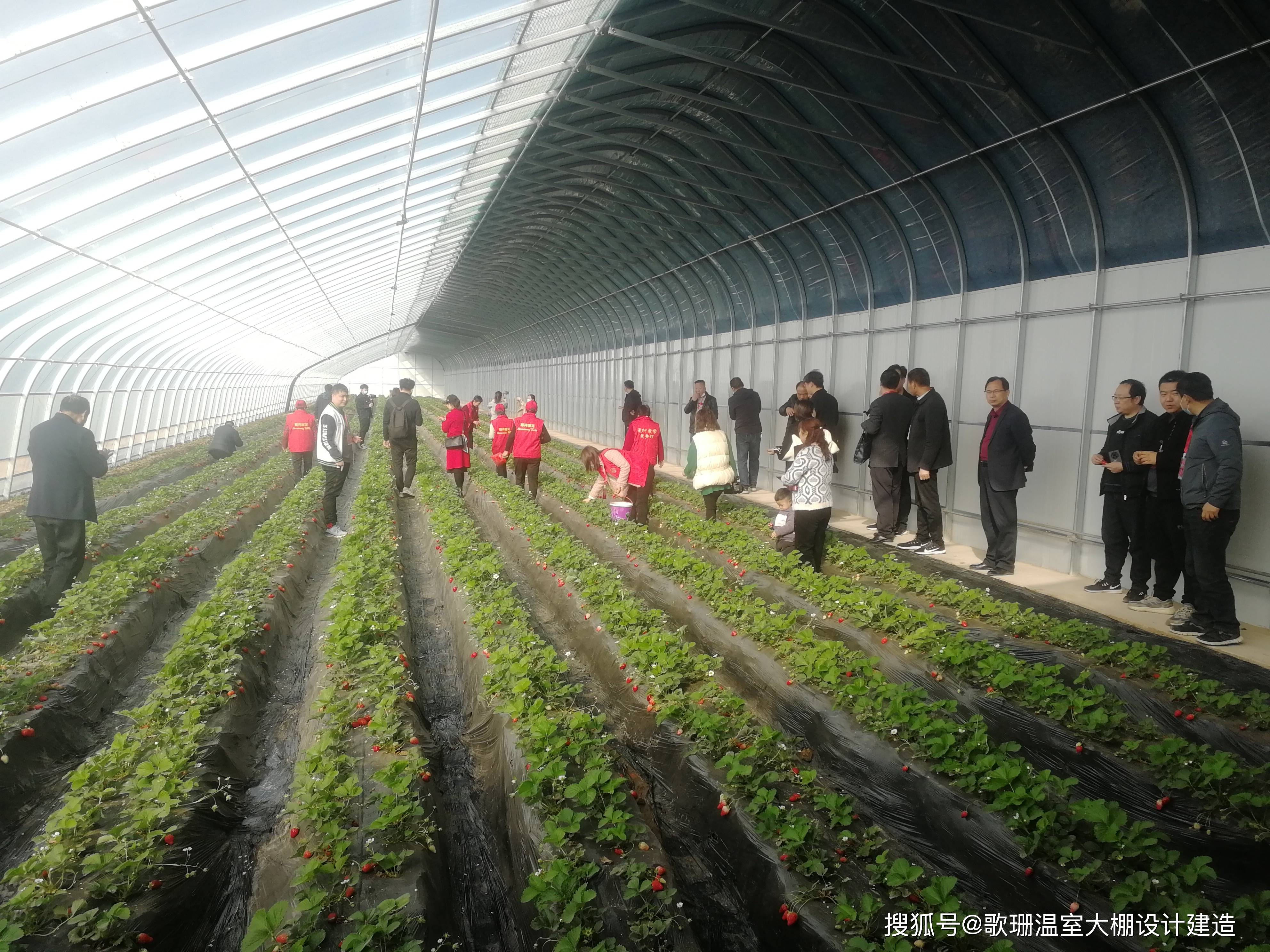 四川凉山草莓基地图片