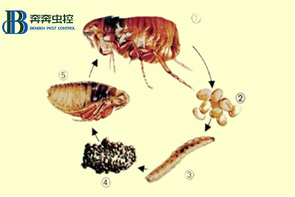 蜱虫和跳蚤的区别图片图片