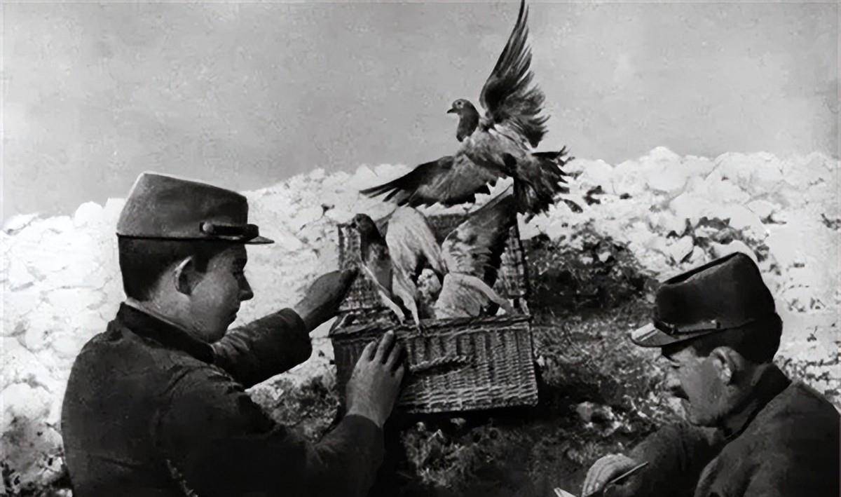 全是鲜血换来的教训_军队_军鸽_拉夫