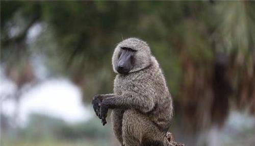 36年前,那个第一个移植狒狒心脏的美国女婴,如今还活着吗?