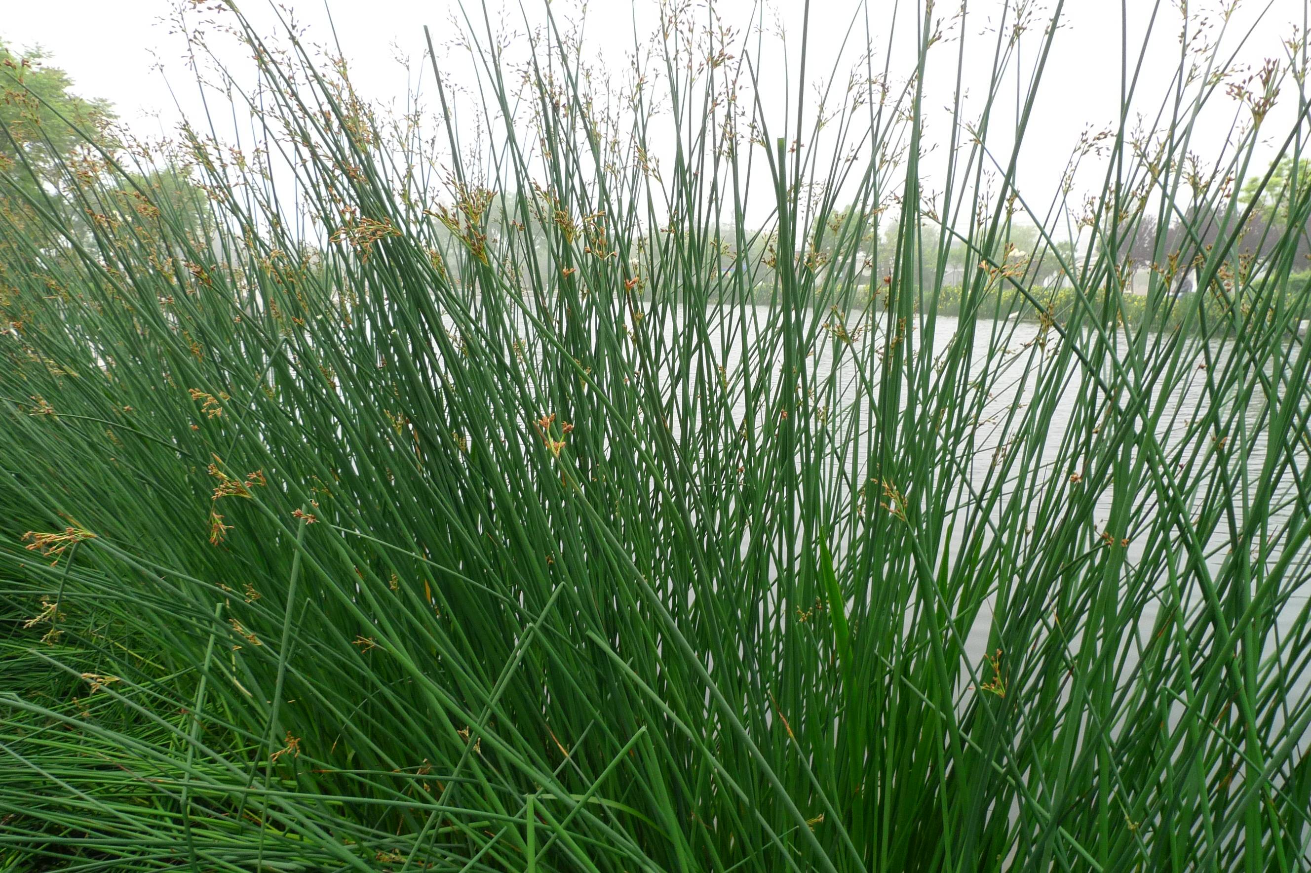 我见到的山东本土植物和园林栽培植物