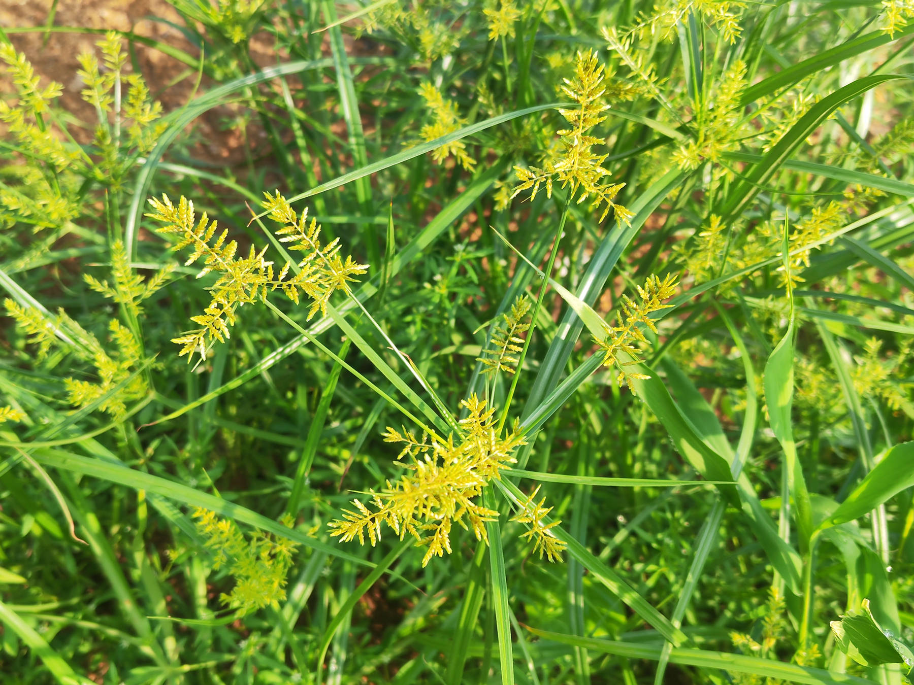 我见到的山东本土植物和园林栽培植物(227)水莎草