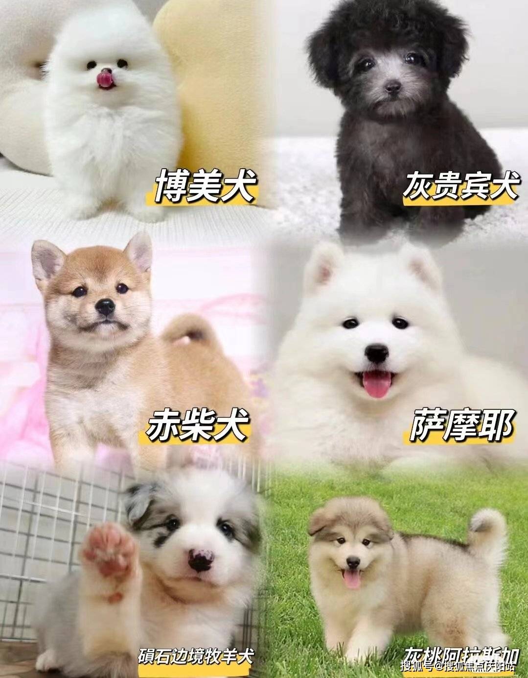 南京牧犬首页网站(南京雨花台区)边牧犬什么价格