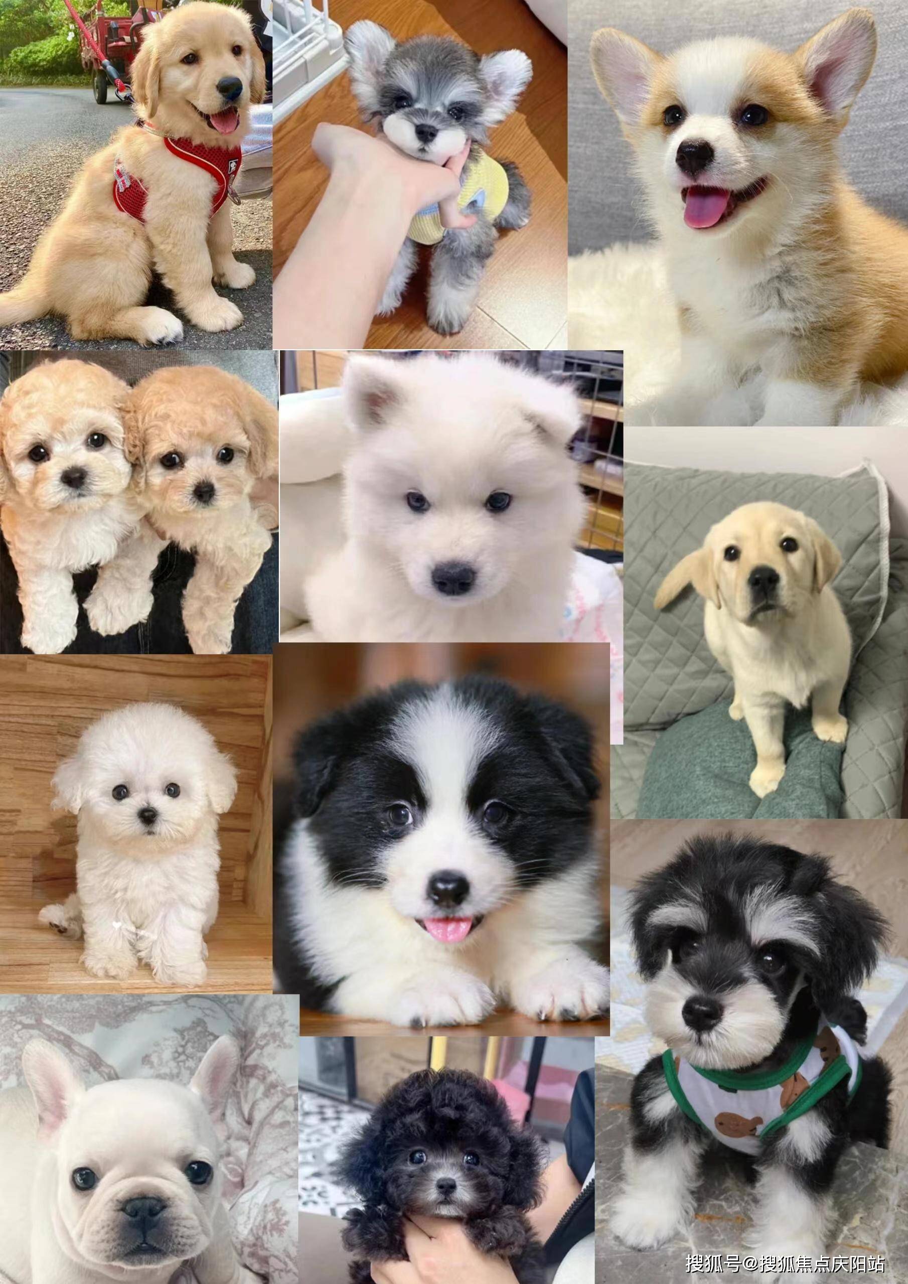 都有着清晰的血统证明,保证您带回家的猫咪是纯种布偶猫,让您的每一