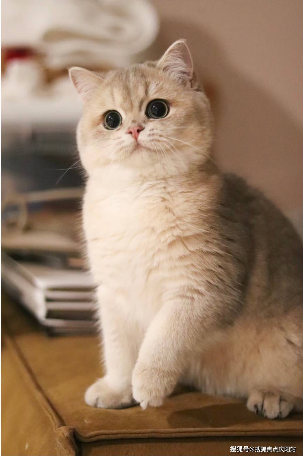 南京买英短蓝金猫首页网站(南京雨花台区)哪家宠物店有卖英短蓝金猫的