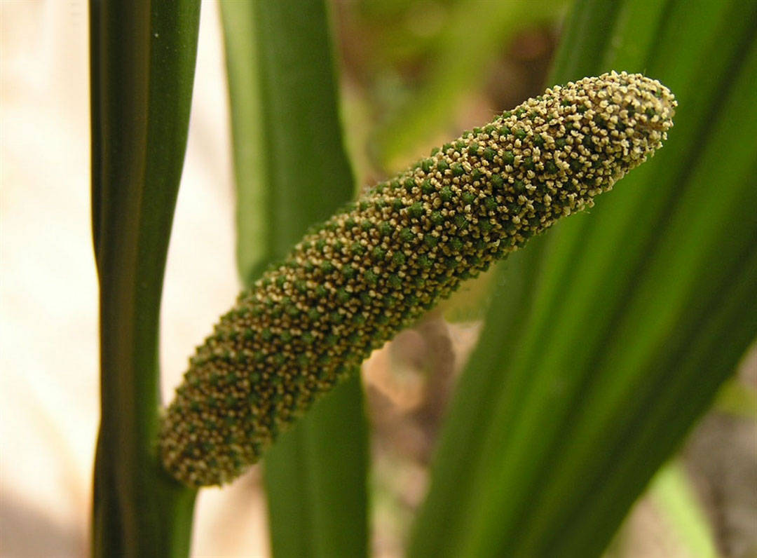我见到的山东本土植物和园林栽培植物(261) 菖蒲_叶片_金钱_沼泽