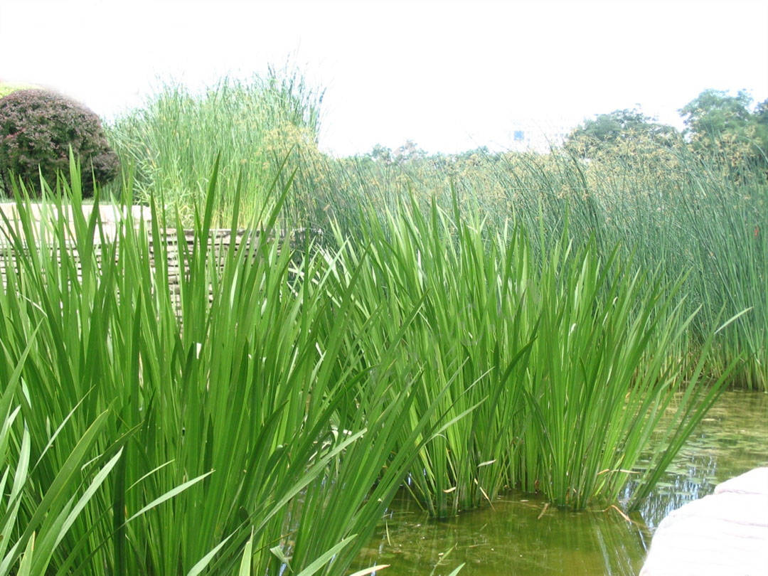 我见到的山东本土植物和园林栽培植物(261 菖蒲