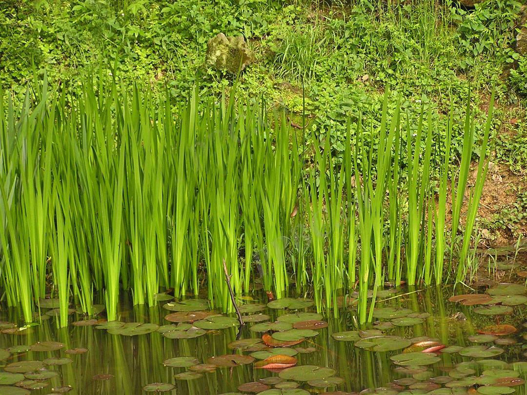 我见到的山东本土植物和园林栽培植物(261) 菖蒲_叶片_金钱_沼泽