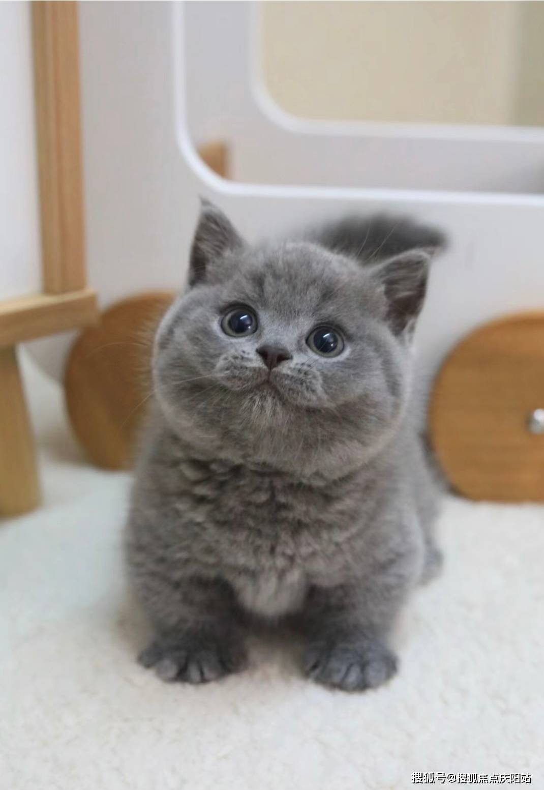 杭州买英短蓝猫首页网站(杭州上城区)哪家宠物店有卖英短蓝猫的