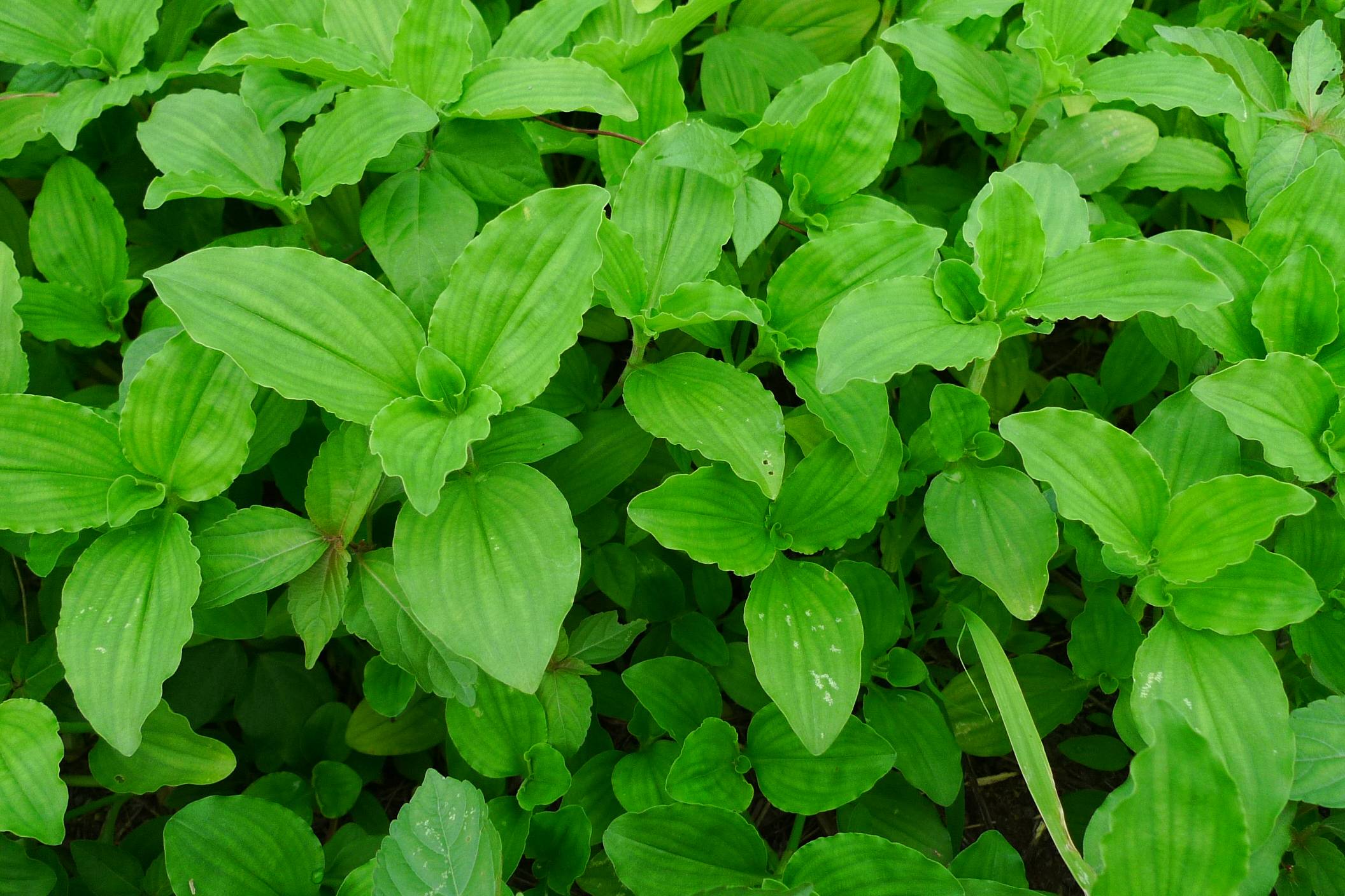 我见到的山东本土植物和园林栽培植物(266)饭包草