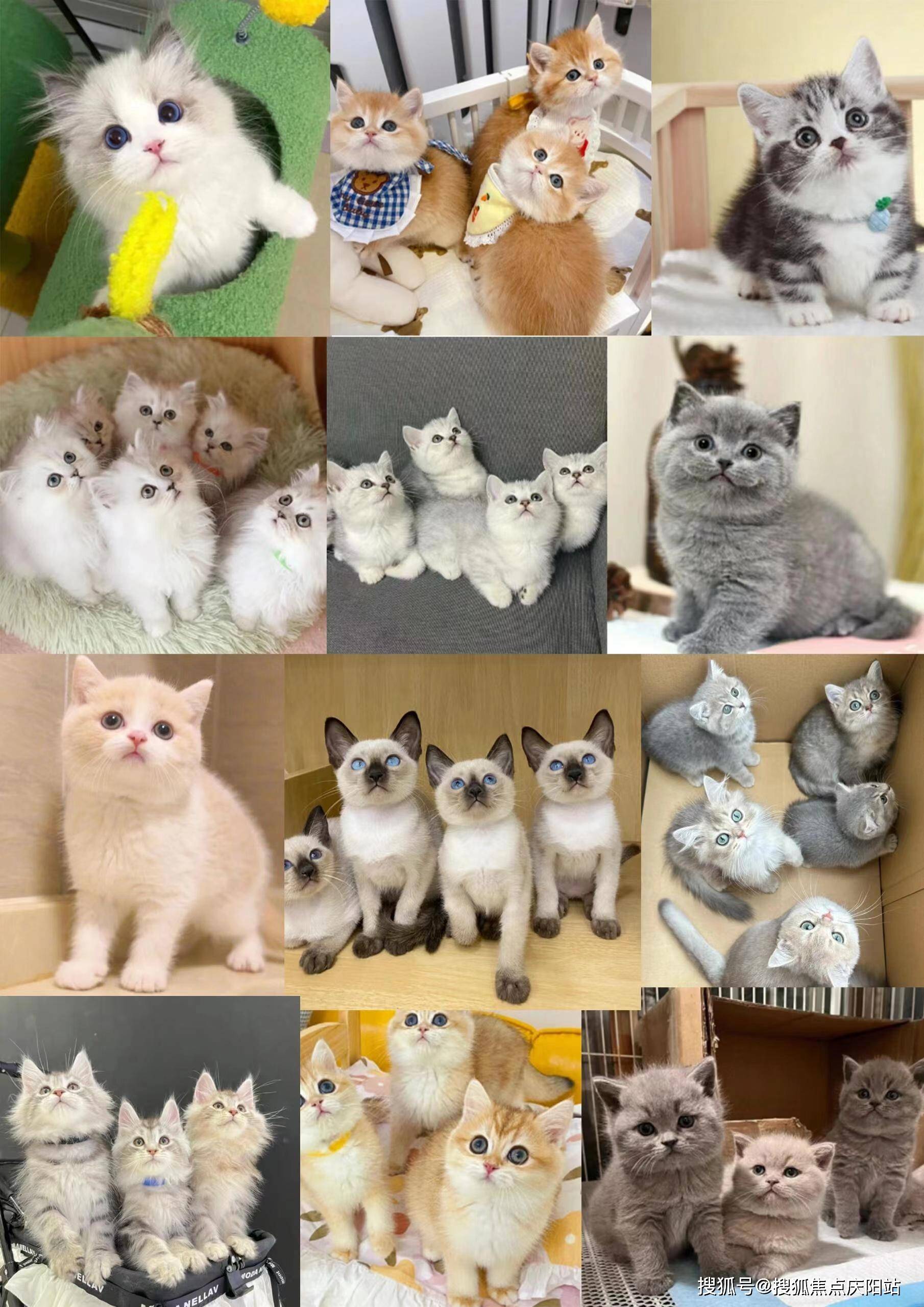 英短蓝猫作为一种备受欢迎的宠物猫品种,以其圆润的脸颊,短而密实的