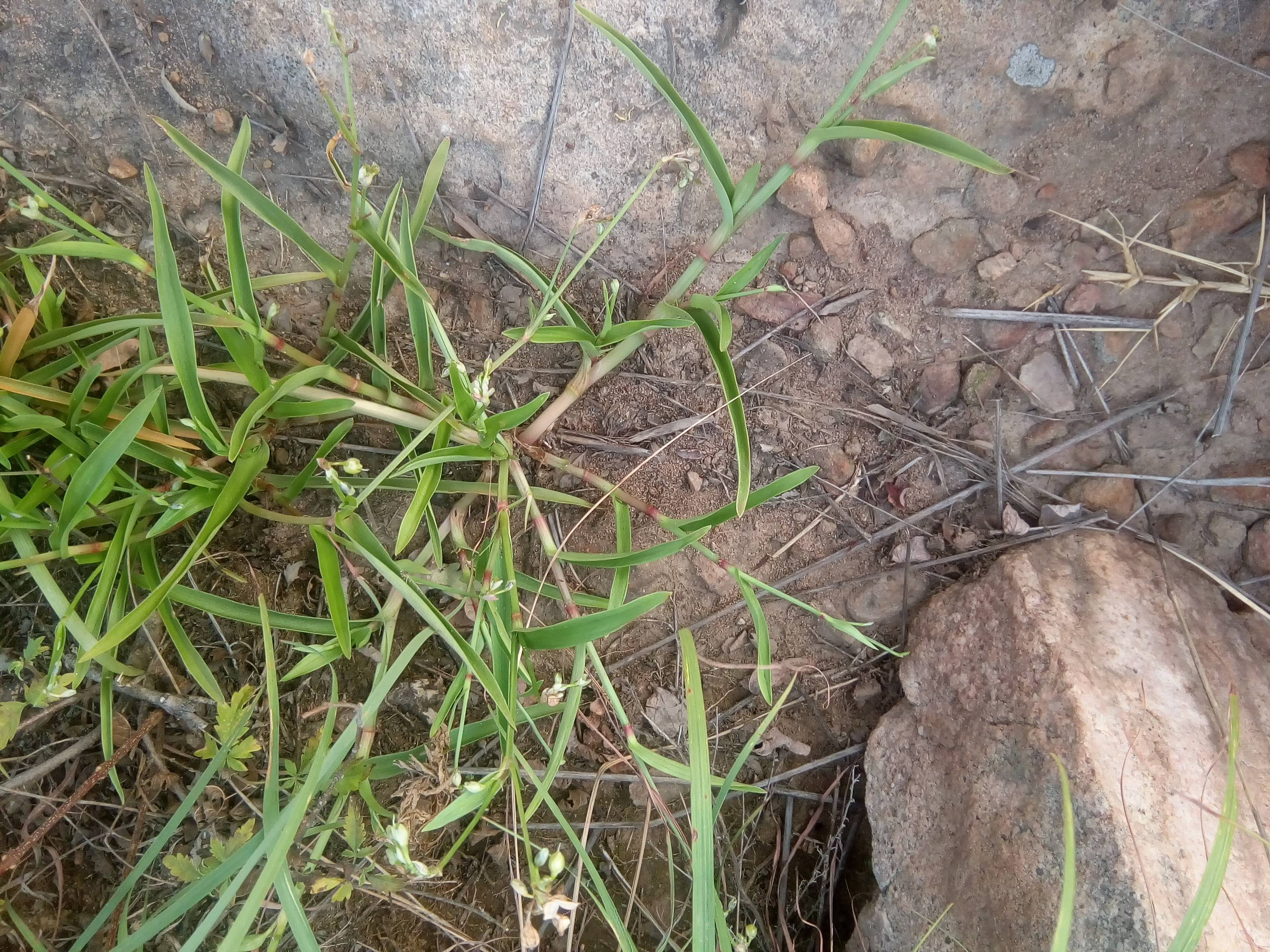 我见到的山东本土植物和园林栽培植物