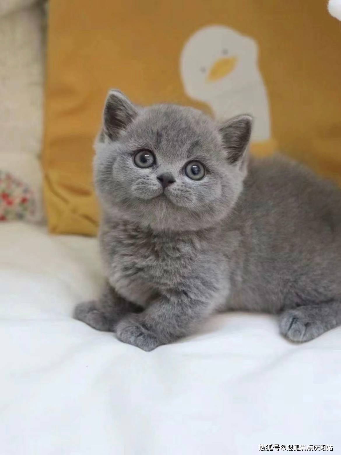 上海买英短蓝猫首页网站(上海浦东新区)买英短蓝猫的宠物店哪家口碑好