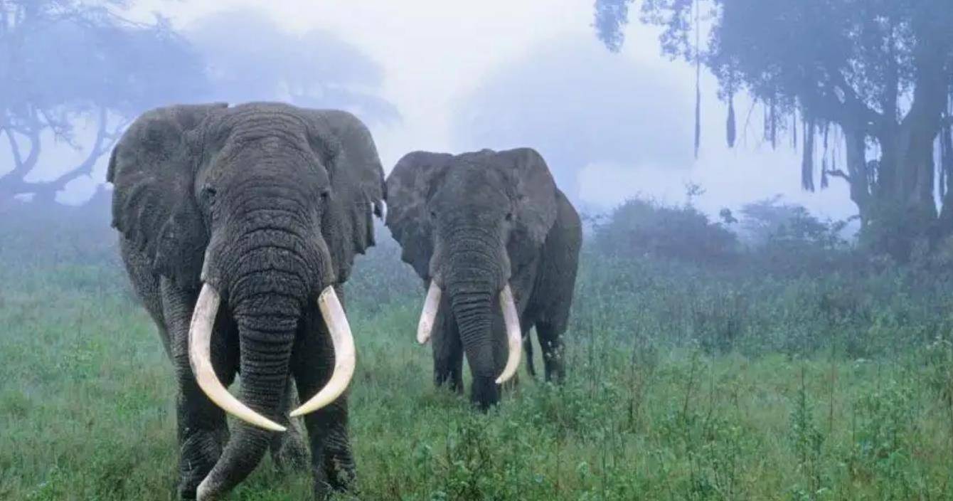 16年云南女子务农遇袭身亡,连坟墓都被踏平,调查发现是大象复仇