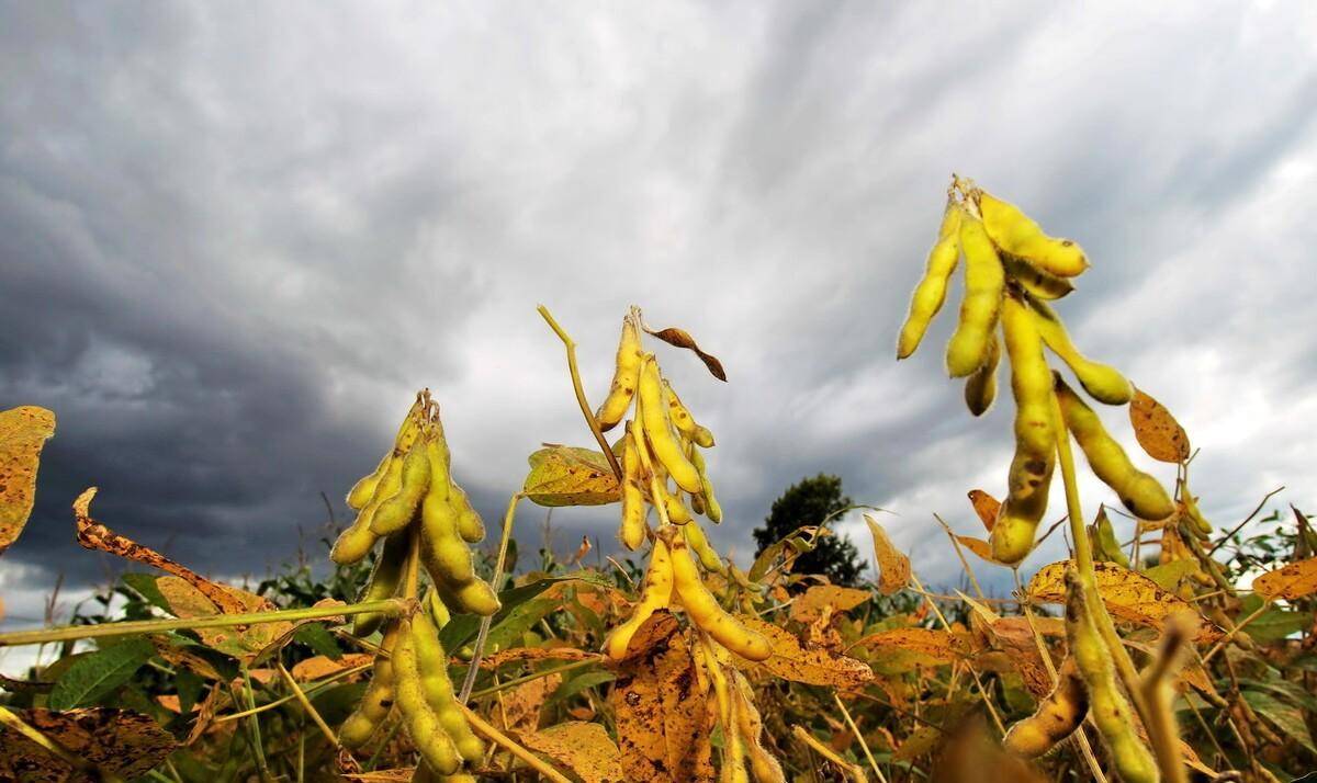没有硝烟的大豆战争,四大粮商合伙针对中国,不料"兵败"中储粮