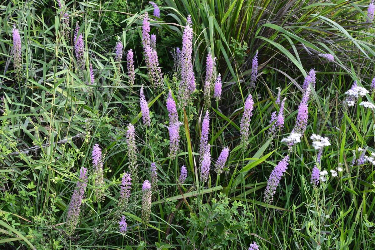我见到的山东本土植物和园林栽培植物(278)绵枣儿