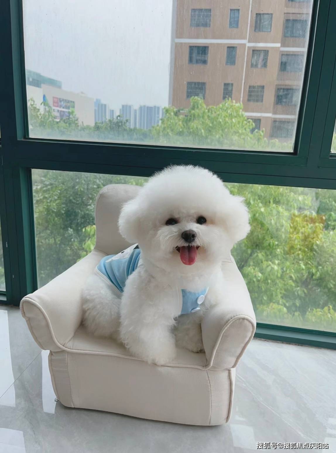 湖州买比熊犬首页网站(湖州吴兴区)买比熊犬最好去哪里买