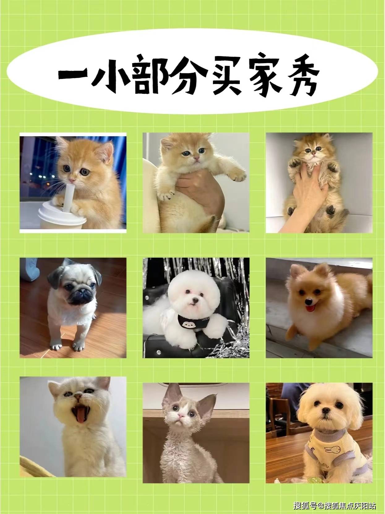 广州买博美犬首页网站(广州天河区)买博美犬在哪里买靠谱又便宜