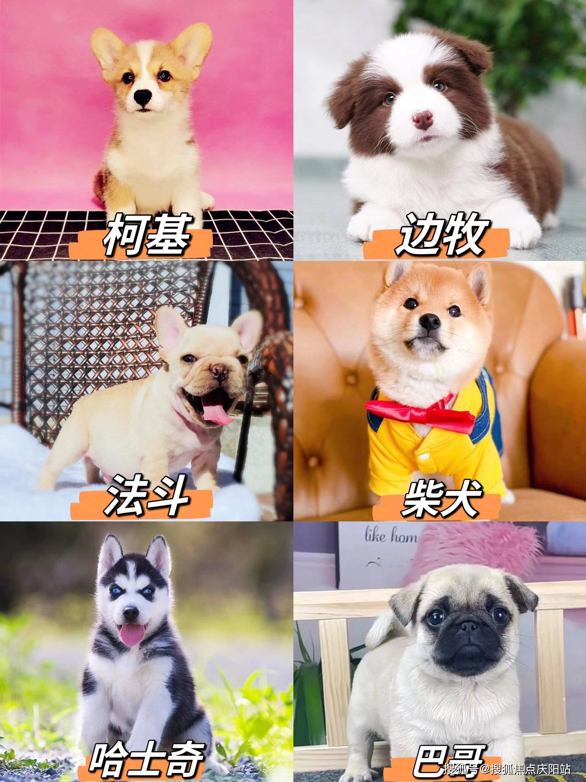 犬首页网站(苏州姑苏区)买博美犬的宠物店哪家口碑好
