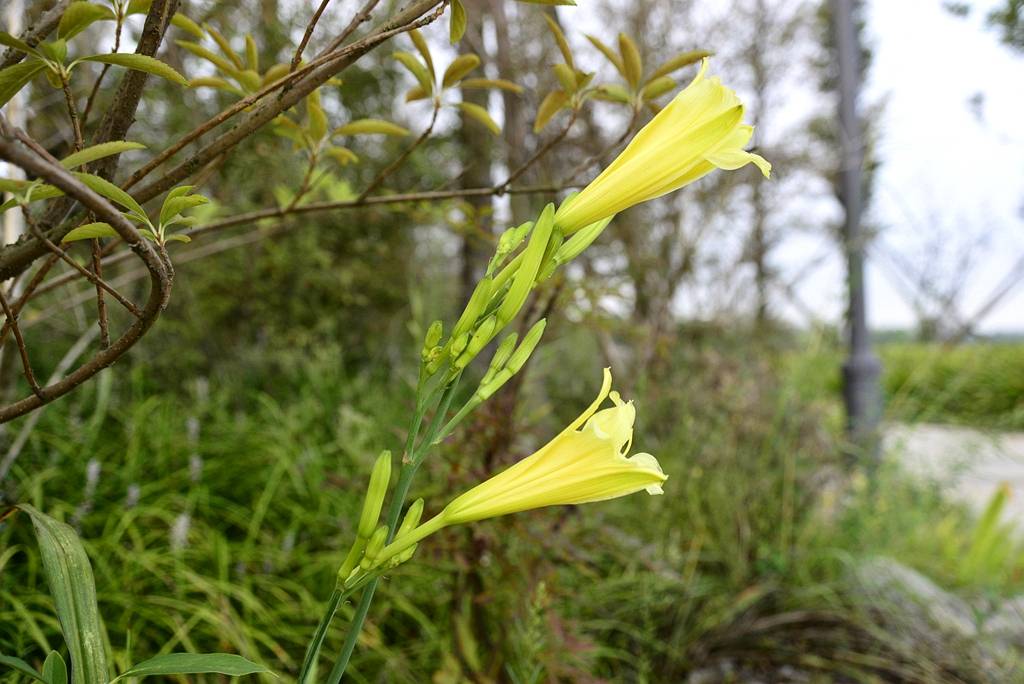 我见到的山东本土植物和园林栽培植物(284)黄花菜