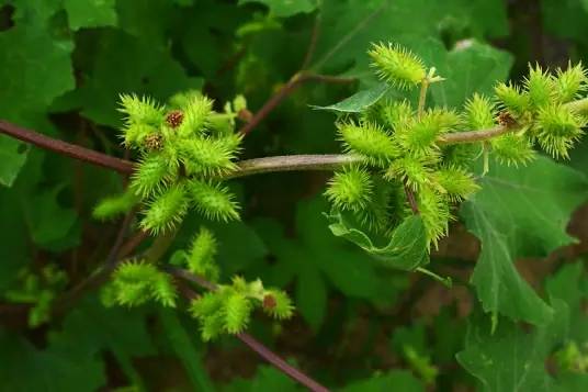 苍耳(菊科苍耳属植物)